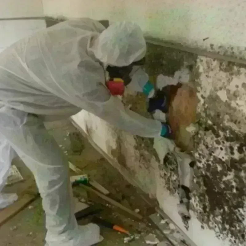 Mold Remediation and Removal in Burnet, TX